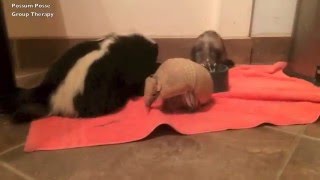 Possum Posse - Group Therapy