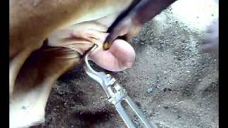 Bull castration