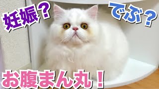 お腹が大きくなってきたメス猫！妊娠？太った？