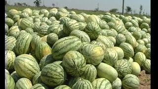 Pre & Post- Harvest Practices in Water Melon || ETV Annadata
