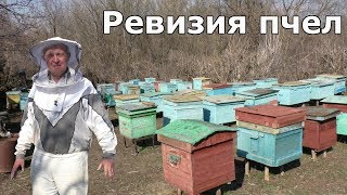 Что нужно делать во время весенней ревизии пчел?