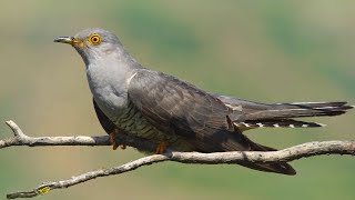 Кукушка против черноголовой овсянки (Emberiza melanocephala) - Малый Кавказ | Film Studio Aves