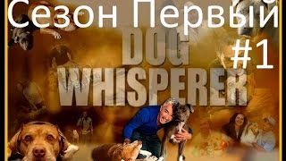 Переводчик с собачьего видео сезон 1 серия 1