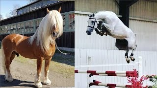 Cute And funny horse Videos Compilation cute moment of the horses   Cutest Horse #15