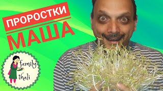 Как прорастить маш (бобы мунг) how to grow mung bean sprouts