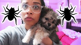 OVERCOMING MY FEARS TO SAVE MY DOG