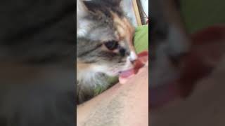 Кошка лижет)