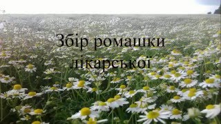 Збір ромашки лікарської
