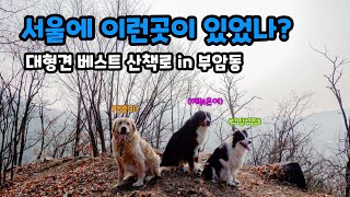 [부암동 리트리버] 대형견 3마리가 아무도 없는 산속에서 산책을 했어요
