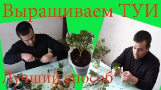 Разведение туй. Два способа выращивания.