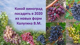 Какой виноград посадить в 2020 из новых форм Калугина