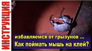 Как поймать мышь на клей - Ловушка для мышей и крыс дома, в квартире, в гараже