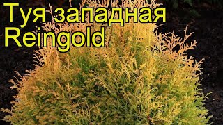 Туя западная Рейнголд. Краткий обзор, описание характеристик thuja occidentalis Reingold