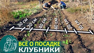 Всё о посадке клубники по технологии Гордеевых