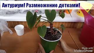 Антуриум. Размножение детками. Укоренение в воде. Посадка в землю.