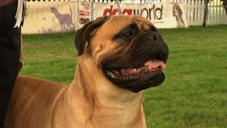Richmond Championship Dog Show 2014 - Working group