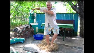 Убрали и ВЕСЕЛО ПОМОЛОТИЛИ ГОРОХ ЗУБ