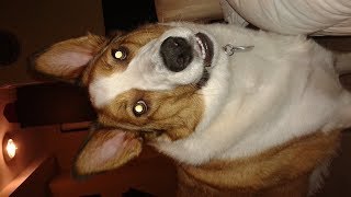 Riley needs help! Read Discription please "playing roblox Vehicle Simulator"