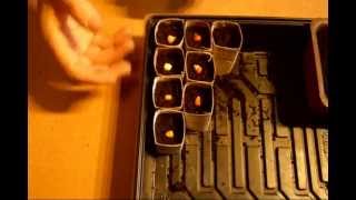 Pots de Semis