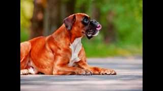 Все породы собак.Боксер(Boxer)