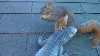 Best Squirrel and Iguana