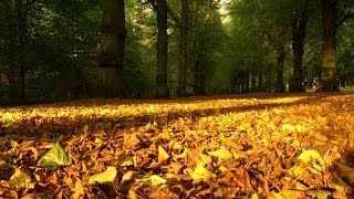 Живица кедра полезные свойства