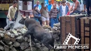 Tourada nas CALES nos ALTARES de ER 2017 | 09 de Julho | Terceira Island