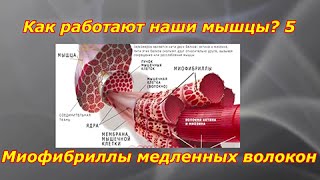 Как работают мышцы? #5. Как тренировать медленные мышечные волокна?