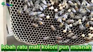 RATU LEBAH MATI KOLONIPUN MATI - Ketika Koloni Lebah Di Tinggal Oleh Sang Ratu Inilah Yang Akan