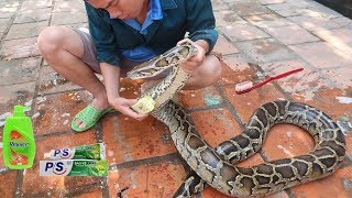 Thử Thách Tắm Cho Trăn Gấm Khổng Lồ . Amazing GIANT SNAKE BATH CHALLENGE Python
