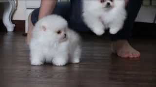 Белые щенки померанского шпица.White puppies pomeranian .