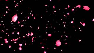 Футаж Лепестки роз - Footage with rose petals