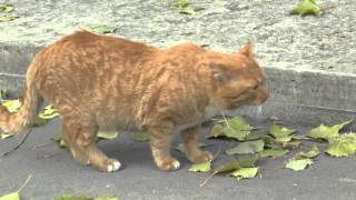 Песня про котика
