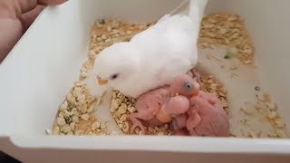Muhabbet Kuşu Yavruları Beslenmiş mi Kontrolünü Etmek - Control of budgerigar feeding