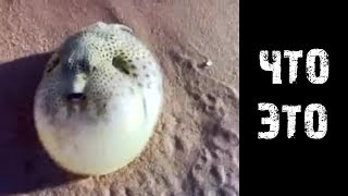 Топ Странных Существ Которых Ты Не Видел