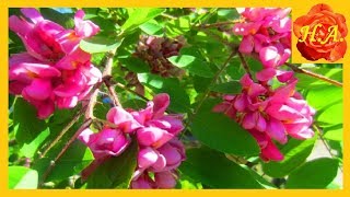 Розовая акация чудесное декоративное дерево? ?