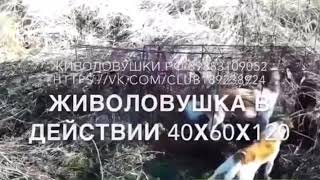 Живоловушка на лис, собак, барсуков