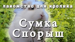 Спорыш, пастушья сумка - Лакомство для кролика (трава, grass)