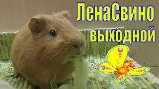 ЛеноСвиновыходной/бездомные кошки/зима надоела/Елена и зверята