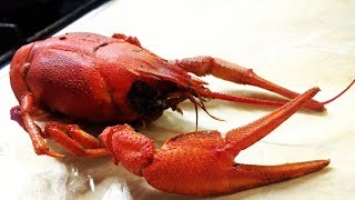 СЕЗОН КРАСНОГО  РАКА В ХЕРСОНЕ