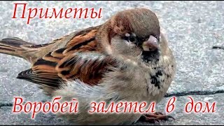 Воробей постучал в окно Приметы