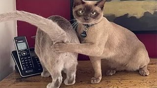 НЕПРИЛИЧНО СМЕШНЫЕ КОТЫ И КОШКИ ЛЮТЫЕ ПРИКОЛЫ ПРО ЖИВОТНЫХ