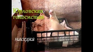 КУРИЦА НАСЕДКА//САЖАЕМ КУРИЦУ НА ЯЙЦО Юрловская голосистая и Орпингтоны  // ПТИЦА
