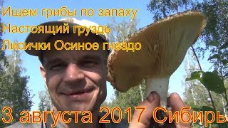 Поход в лес грибы настоящий груздь лисички ищем по запаху 3 августа 2017 гриб белый груздь легко най