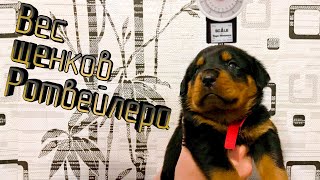 Взвешиваем щенков. Щенкам Ротвейлера 27 дней