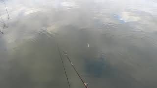 Твич и равномерка EverGreen Mo-Do Faith Custom Jerkbait 115