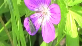 Красивый цветок, видео футаж. Beautiful flower, video footage.