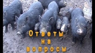 Вьетнамские поросята. Ответы на вопросы.