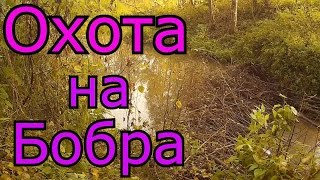 Охота на бобра. обманул