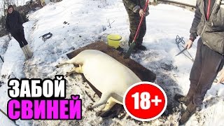 Забой свиней и разделка свиной туши